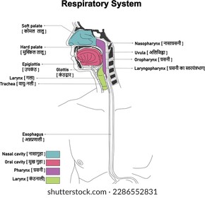 Sistema respiratorio - Anatómico primario