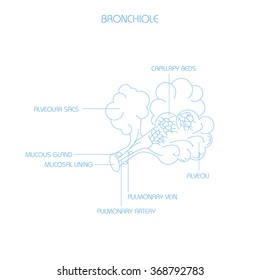 Respiratory system. Thin line work.