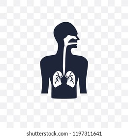 Respiratory System transparent icon. Respiratory System symbol design from Human Body Parts collection.