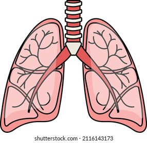 Respiratory System Vector color Icon Design, Organ System Symbol, Human Anatomy Sign, Human Body Parts Stock illustration, Human Lungs Concept, 