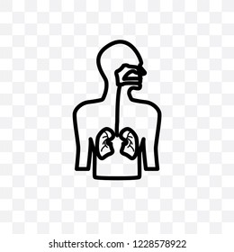 Respiratory System vector linear icon isolated on transparent background, Respiratory System transparency concept can be used for web and mobile