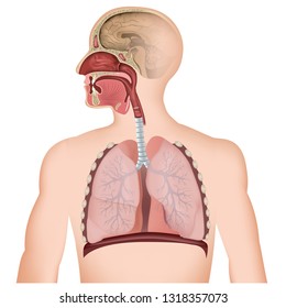 The respiratory tract medical vector illustration on white background