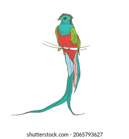 Resplendent quetzal, long-tailed tropical bird of colorful plumage. Realistic drawing of Exotic jungle feathered animal sitting in branch. Hand-drawn vector illustration isolated on white background