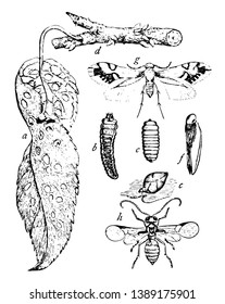 Resplendent Shield Bearer is a moth of the family Heliozelidae, vintage line drawing or engraving illustration.