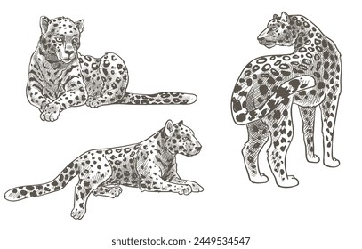 Restful spotted cheetah, vector illustration, detailed and serene, isolated on white.