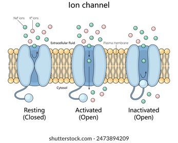 resting, activated, and inactivated states of an ion channel in the plasma membrane with ion flow structure diagram hand drawn schematic vector illustration. Medical science educational illustration