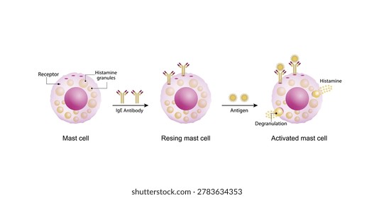 Resting and activated mast cell. Anaphylactic, allergic reaction, Autoimmune disorders, allergy and anaphylaxis. IgE antibodies are involved in Anaphylactic reaction. Vector illustration.