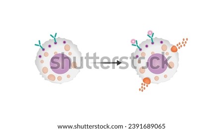 Resting and activated mast cell. Anaphylactic, allergic reaction, Autoimmune disorders, allergy and anaphylaxis. IgE antibodies are in involved in Anaphylactic reaction. Vector illustration.