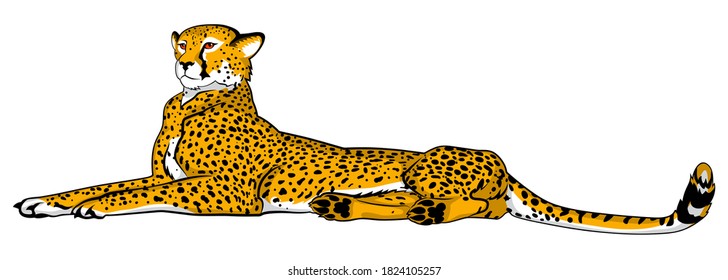 Resting cheetah gazing into the distance