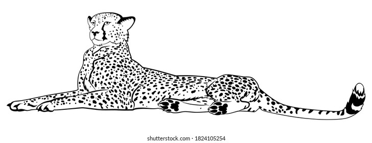 Resting cheetah looking into the distance. Black and white vector sketch