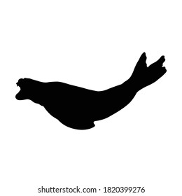 Resting Leopard Seal (Hydrurga Leptonyx) On a Side View Silhouette Found In Map Of Antartica Ocean. Good To Use For Element Print Book, Animal Book and Animal Content