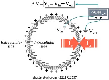 The Resting Membrane Potential Is Due To Cancellation And Opposition Of The Chemical And Electrical Flows