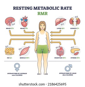 Tasa metabólica de reposo o RMR como diagrama de esquema de consumo de calorías corporales. Plan educativo etiquetado con nivel de porcentaje de energía necesario para la vida y el uso de órganos internos vectores