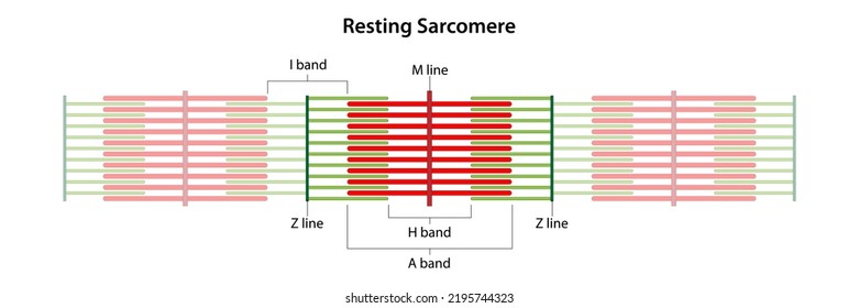 Resting Sarcomere. Location Of The I Band, A Band, H Band, M Line, And Z Lines.