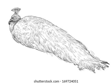 The resting white peacock 