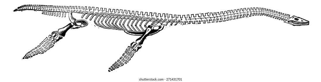 Restored plesiosaur skeleton, vintage engraved illustration. Earth before man.