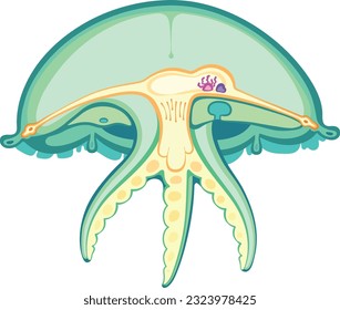 Ilustración restringida que muestra una sección transversal de una medusa, revelando su estructura interna etérea y delicada.