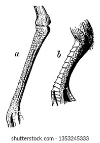 Reticulate Tarsus of a Plover in which Scutellate and reticulate tarsus of a pigeon vintage line drawing or engraving illustration.