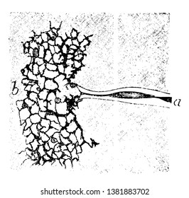 A reticulated end-plate have two labels, vintage line drawing or engraving illustration.