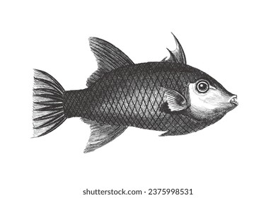 Reticulated Filefish (Stephanolepis diaspros). Doodle sketch. Vintage vector illustration.