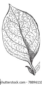 Reticulate-veined Leaf, vintage engraving. Old engraved illustration of a Reticulate-veined Leaf.