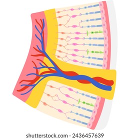 Netzhaut, akademische Diagrammstruktur, Anatomie