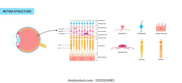 Retina structure anatomical poster. Scheme of the innermost layer in the eye. Posterior portion of the eyeball. Photoreceptor, neuronal and glial cells, cones and rods diagram, vector illustration