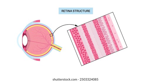 Retina structure anatomical poster. Scheme of the innermost layer in the eye. Posterior portion of the eyeball. Photoreceptor, neuronal and glial cells, cones and rods diagram, vector illustration