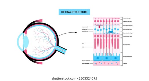 Retina structure anatomical poster. Scheme of the innermost layer in the eye. Posterior portion of the eyeball. Photoreceptor, neuronal and glial cells, cones and rods diagram, vector illustration