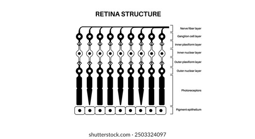 Retina structure anatomical poster. Scheme of the innermost layer in the eye. Posterior portion of the eyeball. Photoreceptor, neuronal and glial cells, cones and rods diagram, vector illustration