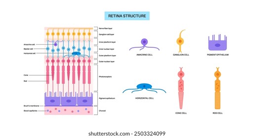 Retina structure anatomical poster. Scheme of the innermost layer in the eye. Posterior portion of the eyeball. Photoreceptor, neuronal and glial cells, cones and rods diagram, vector illustration