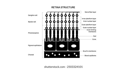 Retina structure anatomical poster. Scheme of the innermost layer in the eye. Posterior portion of the eyeball. Photoreceptor, neuronal and glial cells, cones and rods diagram, vector illustration