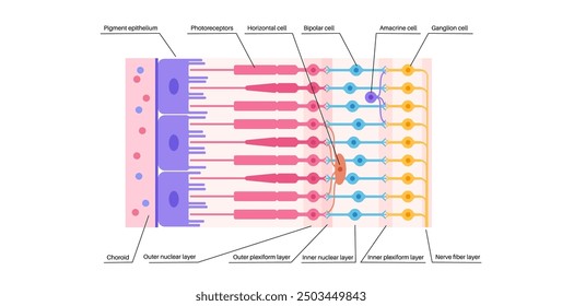 Retina structure anatomical poster. Scheme of the innermost layer in the eye. Posterior portion of the eyeball. Photoreceptor, neuronal and glial cells, cones and rods diagram, vector illustration