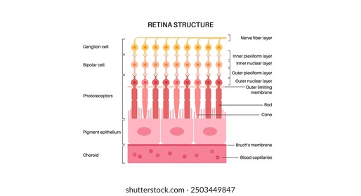 Retina structure anatomical poster. Scheme of the innermost layer in the eye. Posterior portion of the eyeball. Photoreceptor, neuronal and glial cells, cones and rods diagram, vector illustration