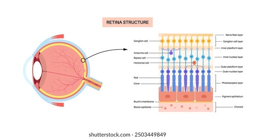 Cartel anatómico de la estructura de la retina. Esquema de la capa más interna del ojo. Parte posterior del globo ocular. Fotoreceptor, células neuronales y gliales, diagrama de conos y barras, Ilustración vectorial