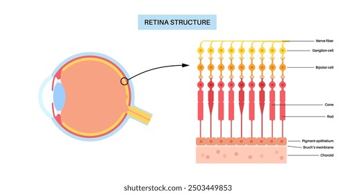 Retina structure anatomical poster. Scheme of the innermost layer in the eye. Posterior portion of the eyeball. Photoreceptor, neuronal and glial cells, cones and rods diagram, vector illustration