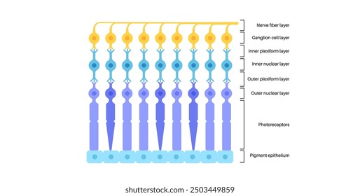 Retina structure anatomical poster. Scheme of the innermost layer in the eye. Posterior portion of the eyeball. Photoreceptor, neuronal and glial cells, cones and rods diagram, vector illustration