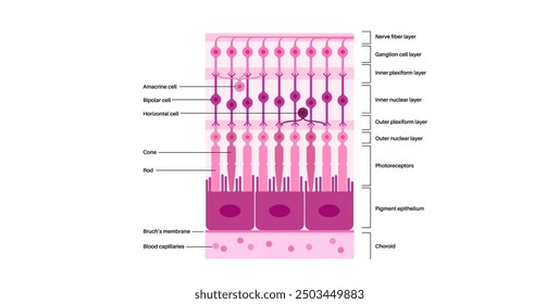 Retina structure anatomical poster. Scheme of the innermost layer in the eye. Posterior portion of the eyeball. Photoreceptor, neuronal and glial cells, cones and rods diagram, vector illustration