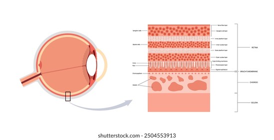 Retina structure anatomical poster. Scheme of the innermost layer in the eye. Posterior portion of the eyeball. Photoreceptor, neuronal and glial cells, cones and rods diagram, vector illustration