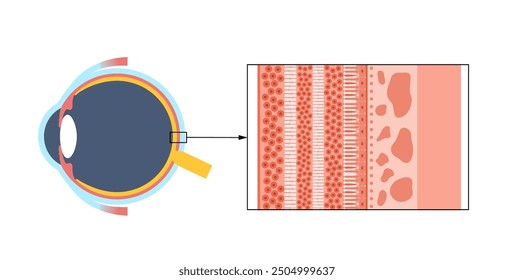 Cartel anatómico de la estructura de la retina. Esquema de la capa más interna del ojo. Parte posterior del globo ocular. Fotoreceptor, células neuronales y gliales, diagrama de conos y barras, Ilustración vectorial