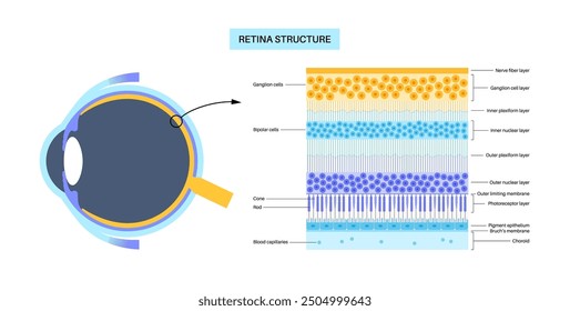 Retina structure anatomical poster. Scheme of the innermost layer in the eye. Posterior portion of the eyeball. Photoreceptor, neuronal and glial cells, cones and rods diagram, vector illustration