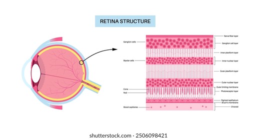 Retina structure anatomical poster. Scheme of the innermost layer in the eye. Posterior portion of the eyeball. Photoreceptor, neuronal and glial cells, cones and rods diagram, vector illustration