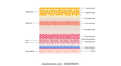 Retina structure anatomical poster. Scheme of the innermost layer in the eye. Posterior portion of the eyeball. Photoreceptor, neuronal and glial cells, cones and rods diagram, vector illustration