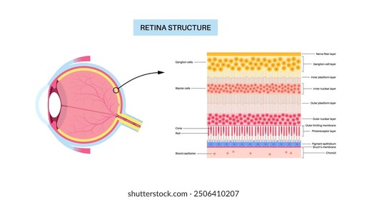 Retina structure anatomical poster. Scheme of the innermost layer in the eye. Posterior portion of the eyeball. Photoreceptor, neuronal and glial cells, cones and rods diagram, vector illustration