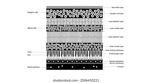 Anatomisches Poster mit Retina-Struktur. Schema der innersten Schicht im Auge. Hinterer Augenballabschnitt. Fotorezeptor, neuronale und gliale Zellen, Kegel- und Stabdiagramm, Vektorgrafik