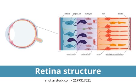 Retina Structure. Retina Cell Organization Including Rods And Cones, Horizontal Cells, Retinal Pigment Epithelium, Muller And Ganglion Cell. Retina Histology (human Eye).