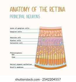 Retina structure poster. Eye retina anatomy. Principal neurons of the retina.