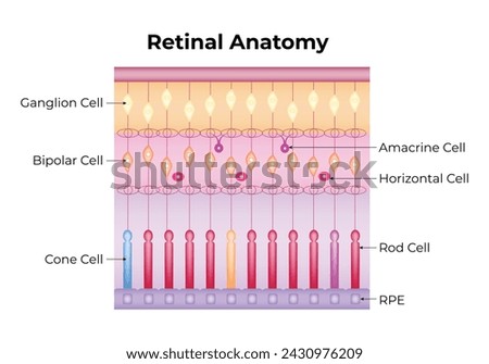Retinal Anatomy Science Design Vector Illustration Diagram