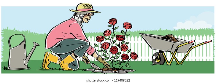 A retired woman planting roses. The Woman, roses, water can and wheelbarrow, can easily be separated from the background and used without the background if needed.