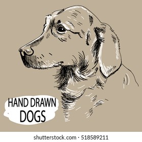 
Retriever. the dog's head. Drawing by hand in vintage style.